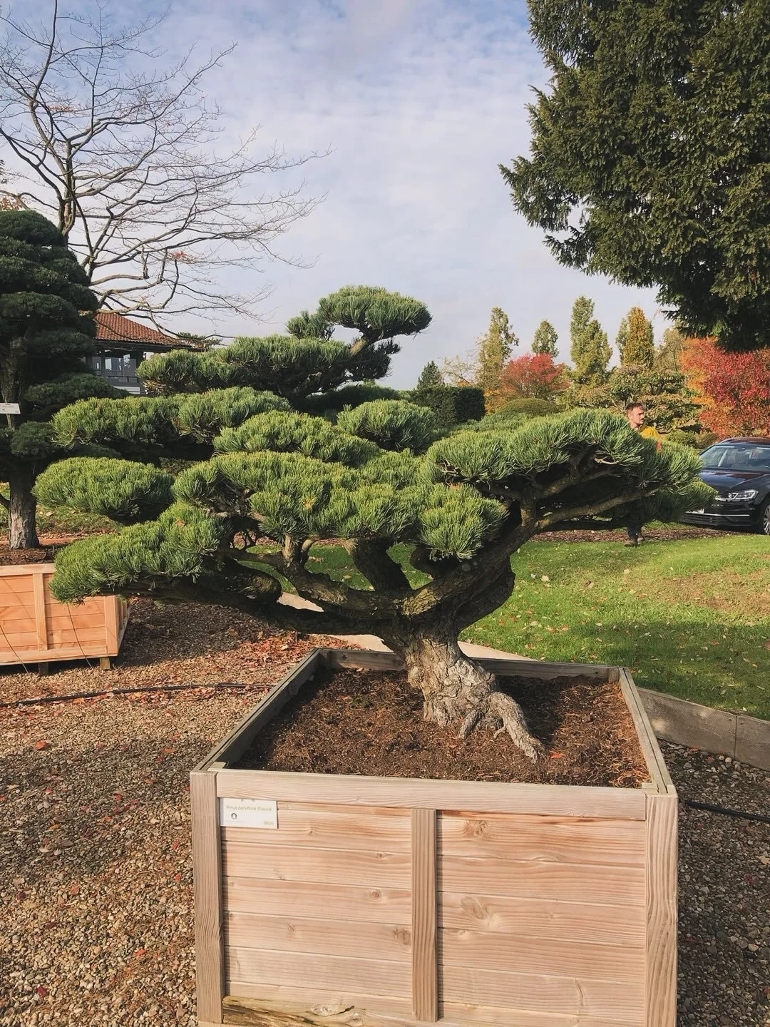 We&rsquo;ve been exploring some wonderfully sculptural trees for a client&rsquo;s entrance and diving into the art of Niwaki. 

Meaning &ldquo;garden tree&rdquo; in Japanese, Niwaki is a pruning technique that shapes trees to evoke age, harmony, and 
