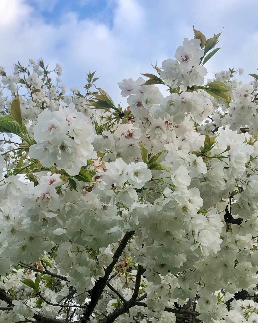 It&rsquo;s the first day of spring&hellip;we&rsquo;ve made it!

Longer days, brighter light, and that sense that everything is bouncing back to life again. There is a magnetic energy at this time of year, things feel lighter, more open and full of po