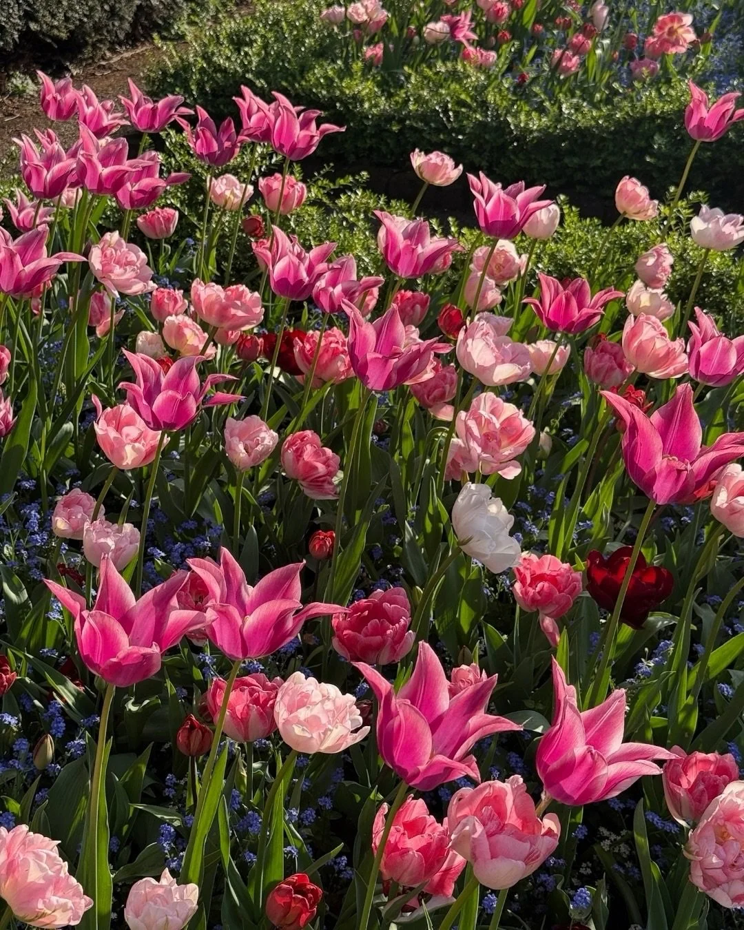 Wishing everyone a very Happy Easter! It&rsquo;s a wonderful moment in the gardening year, with longer days, fresh growth appearing everywhere and the season properly getting underway. However you&rsquo;re spending the weekend, I hope it brings a lit