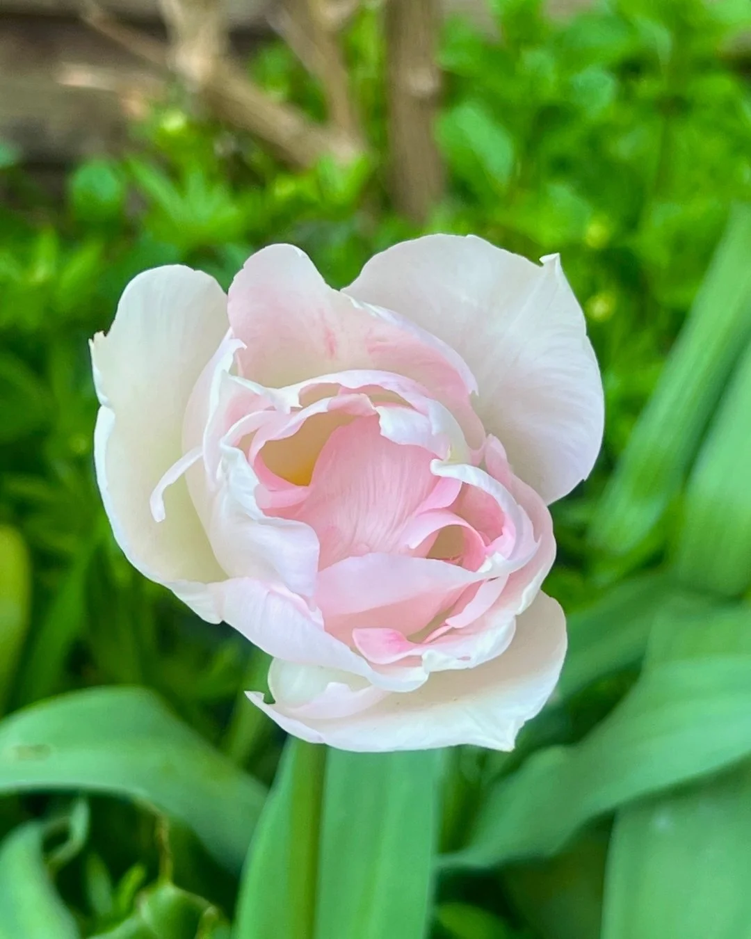 Tulips always feel like a promise in the garden. In an English garden, spring planting is about that moment when colour and energy suddenly return. I often use tulips in planting design for contrast, texture and seasonal interest,  each variety bring