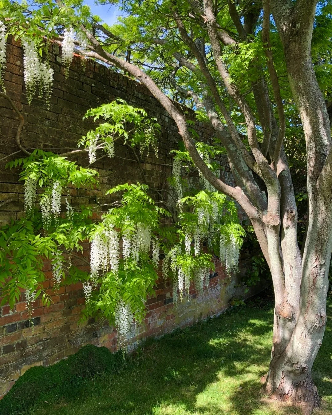 The classic elegance of a walled garden is never more apparent than when the Wisteria floribunda &lsquo;Alba&rsquo; begins its descent. There is a deliberate architectural grace in how these pristine white racemes &mdash; some reaching over 45cm &mda