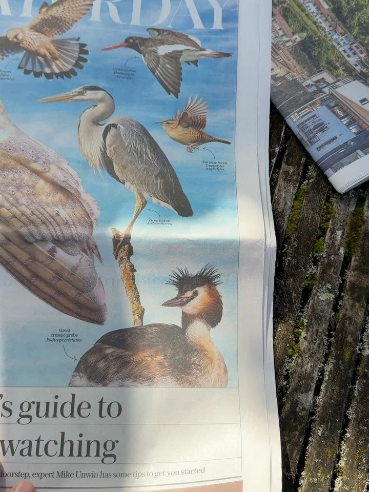 So excited and grateful to be able to share this garden and article with you! This garden is a wonderful calm oasis in the middle of London. Thank you my wonderful client, to those that built it @markgregorylandscaper @landformuk @studio_ewing, thank