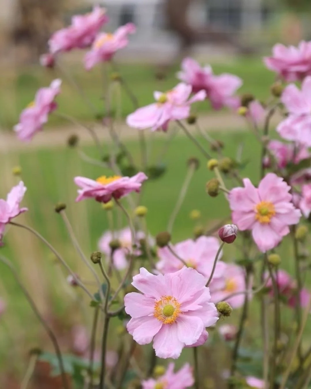 Delicate, dancing, and endlessly charming! From &lsquo;Queen Charlotte&rsquo; to &lsquo;Whirlwind&rsquo; and &lsquo;Honorine Jobert&rsquo;, these anemones bring late-summer elegance and movement to the garden.

#plantingdesign #gardendesign