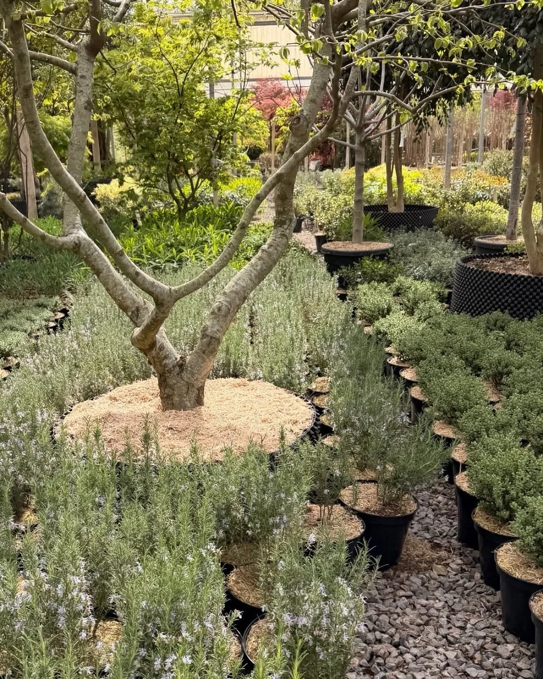 At Griffin Nurseries, we refined the planting palette for our courtyard garden at WOW!house choosing plants for structure, texture and seasonal rhythm as much as for colour. Each species plays a role: framing space, softening architecture, supporting