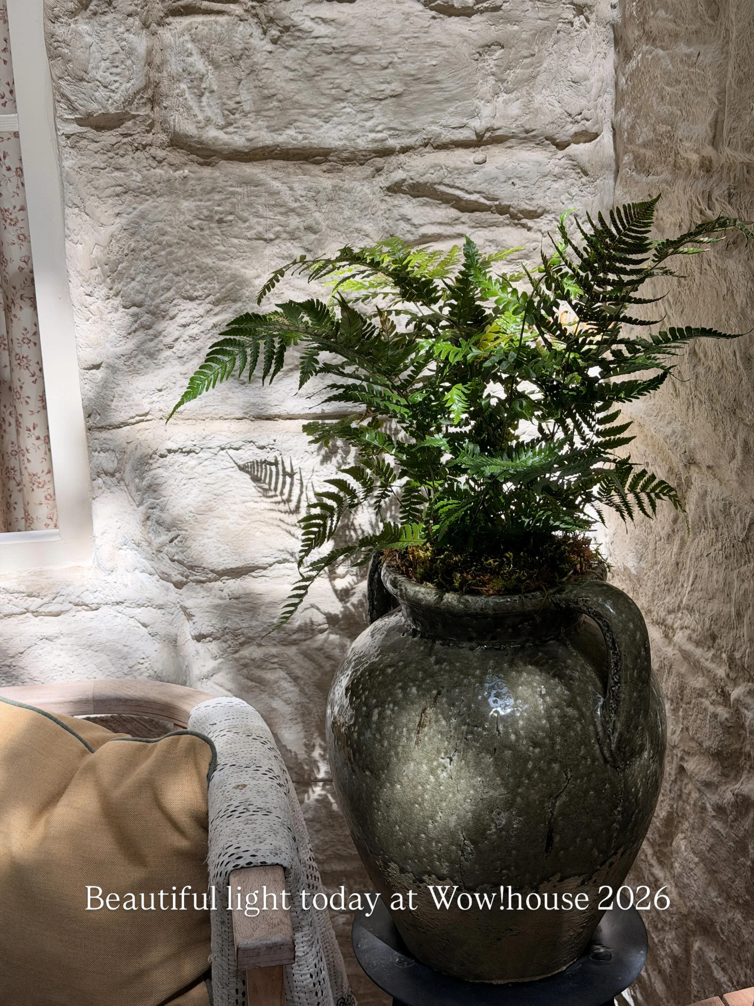 I love the patterns the sun and shadows are making from the ferns today. Come down to Wow!house and see for yourself!