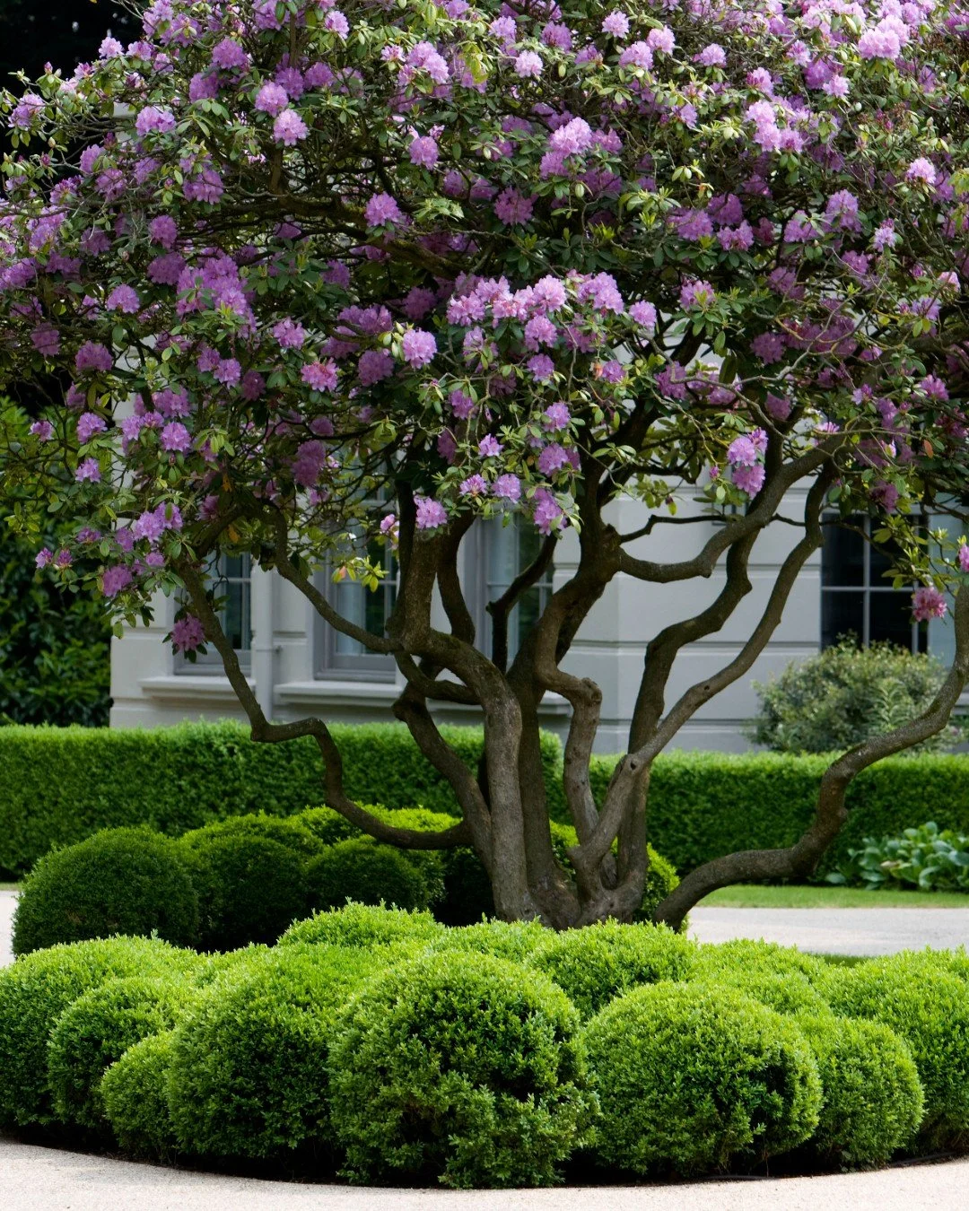 If you&rsquo;re creating a garden with a relatively simple planting palette, you can still create a lot of interest through shape and form. I love using hedging and cloud pruning to create these soft, connected mounds. They give the garden rhythm and