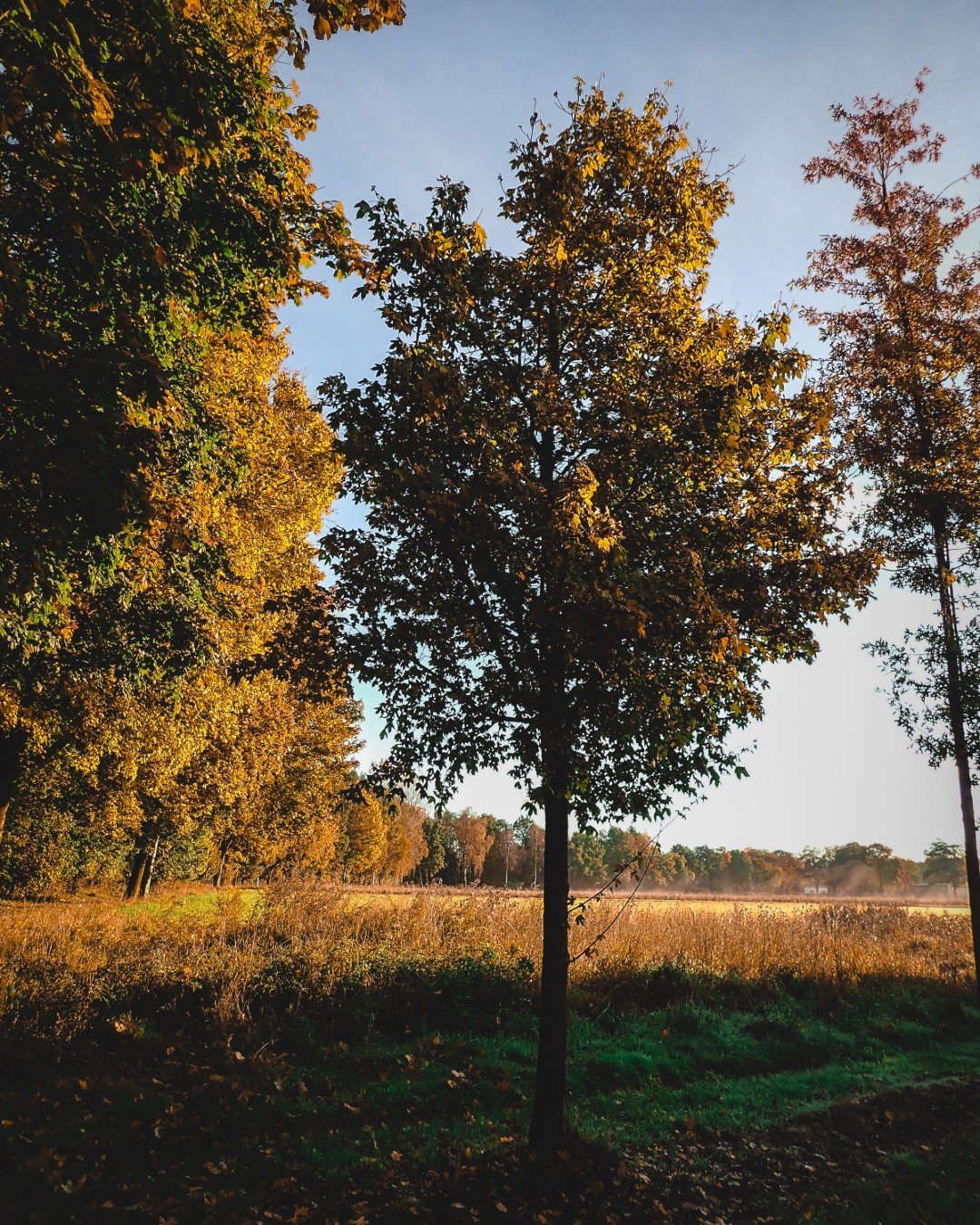 Acers seem to capture autumn particularly well, bringing such richness and warmth to the garden for a fleeting moment before the leaves begin to fall. There is something wonderful about watching the colour slowly move through the trees; from green to