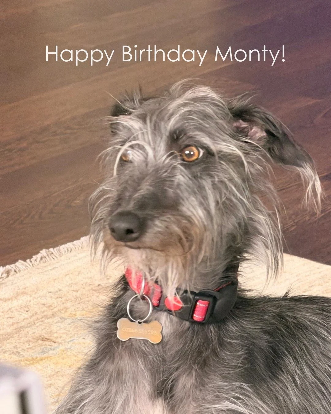 Monty has been by my side through so many projects, meetings, gardens and long days. He&rsquo;s become such a big part of everyday life, and I honestly can&rsquo;t imagine the office without him. Happy birthday dear Monty, here&rsquo;s to another yea