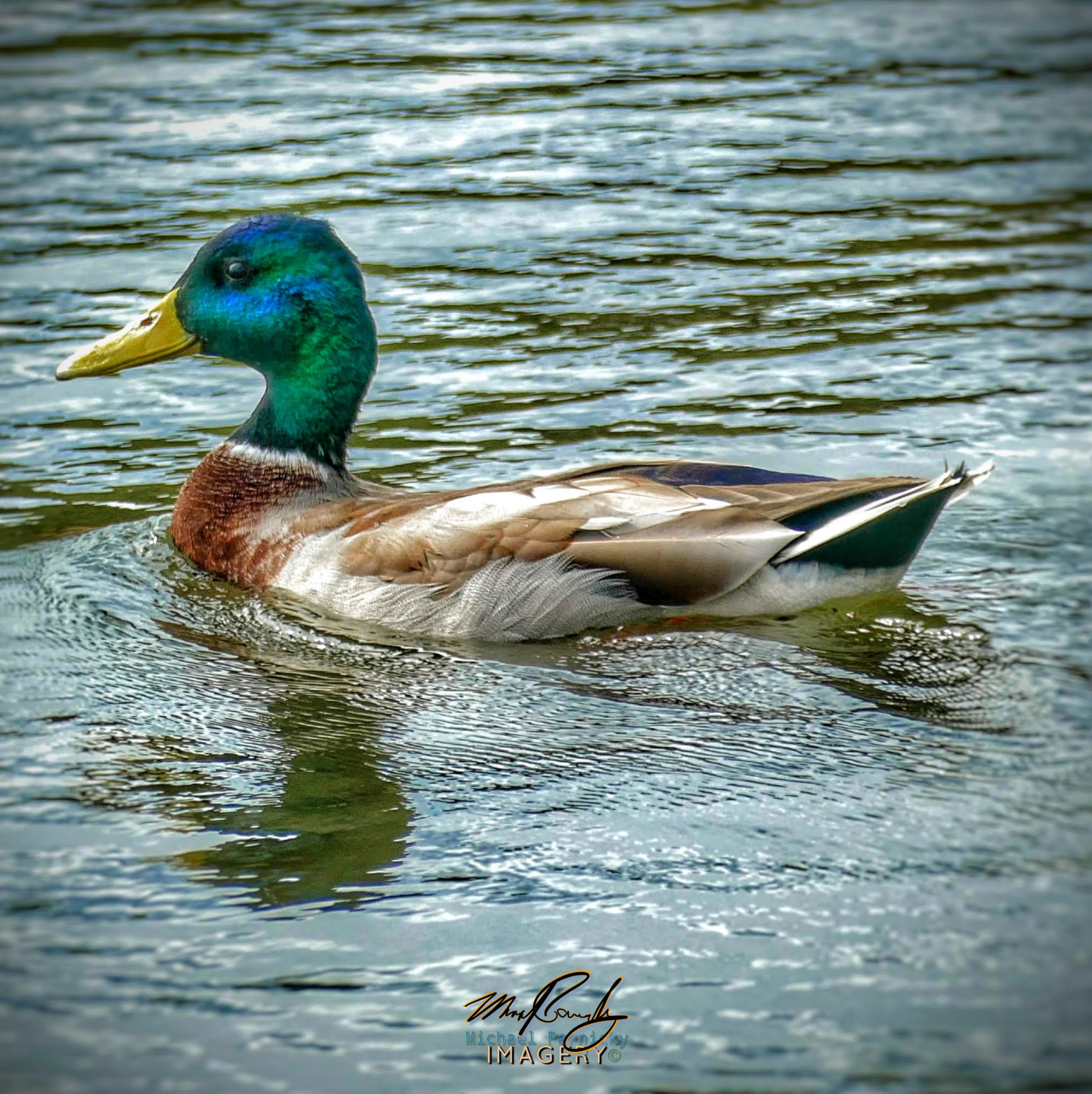 Duckee.jpg