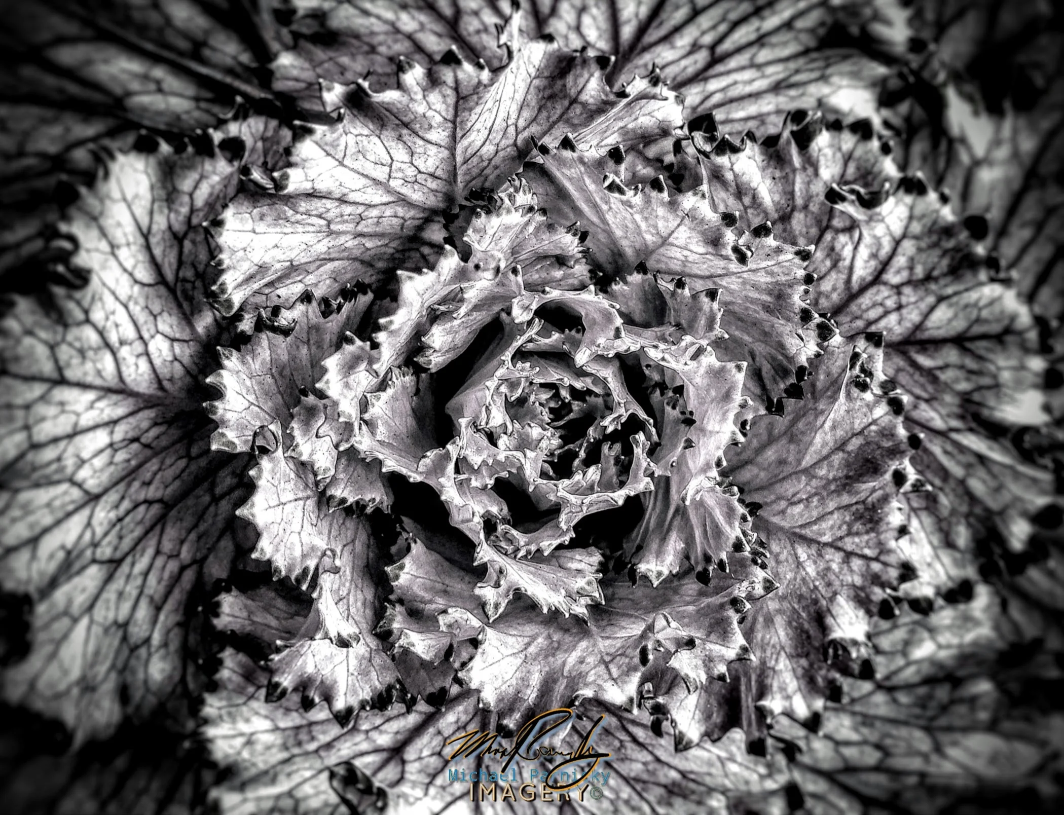 Cabbage.jpg