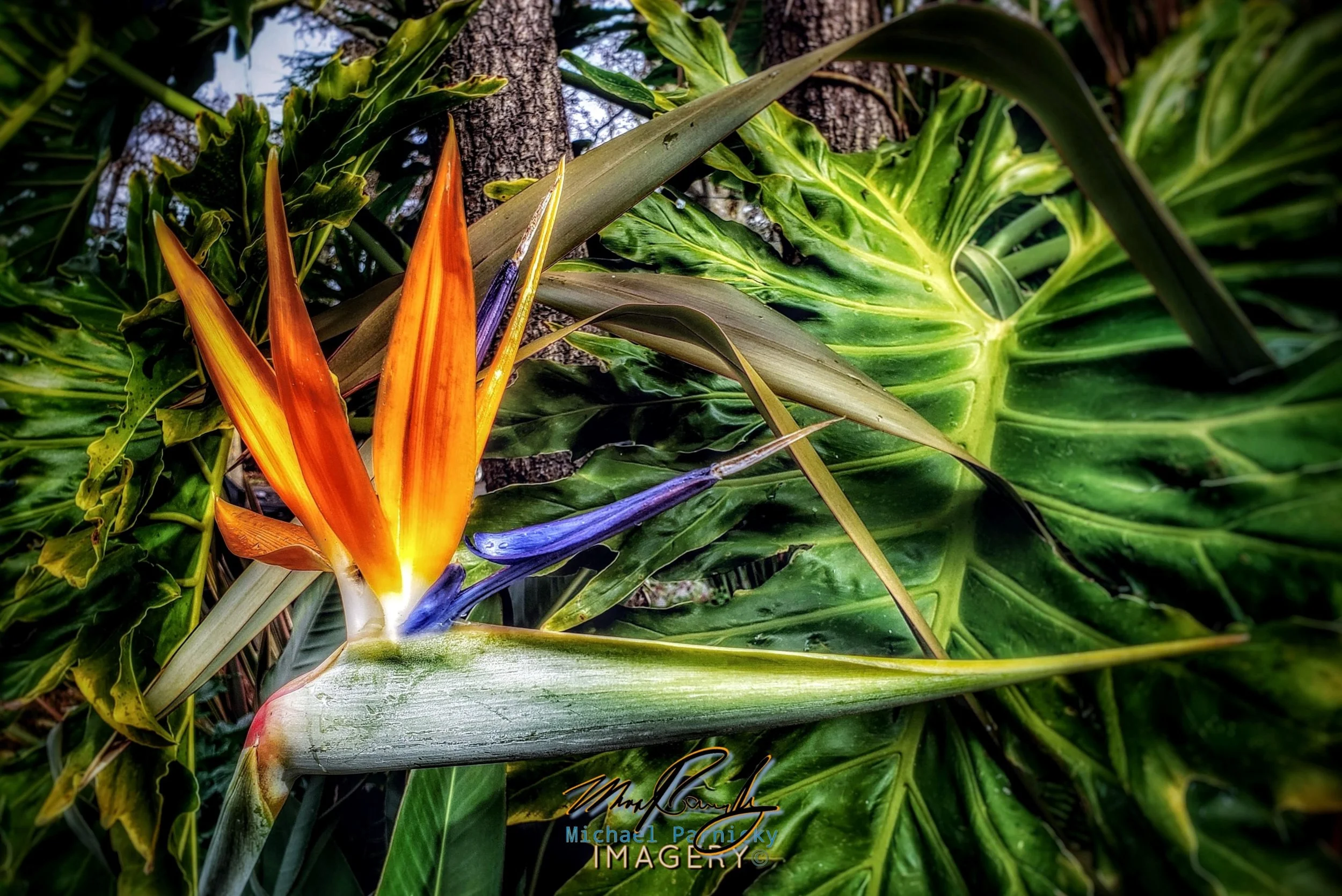 BirdOfParadise.jpg