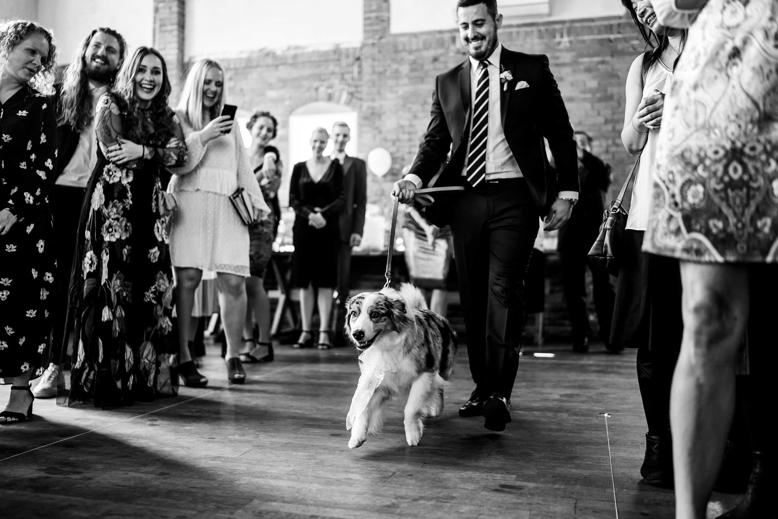 hund-som-ringbærer-til-bryllup.jpg