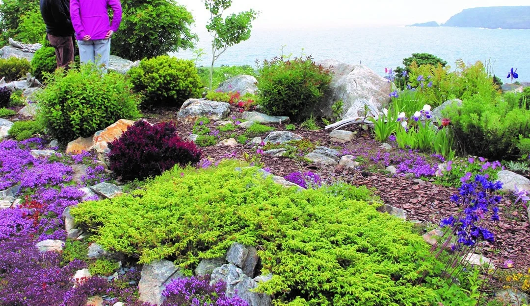 Backyard.jpg