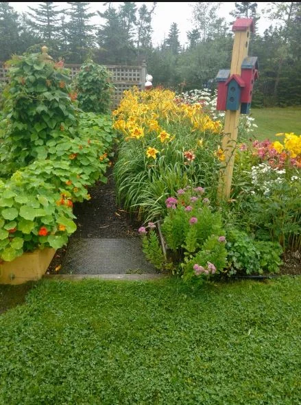 Cathy & Rob's garden1.JPG