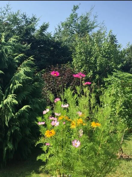 Lori's garden.JPG