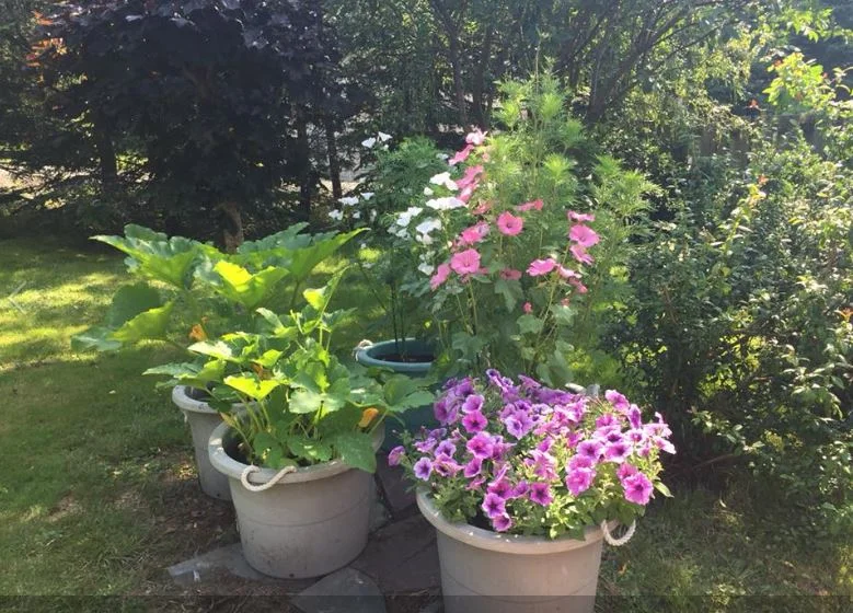 Lori's garden4.JPG