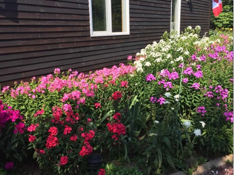 Lori's garden5.JPG