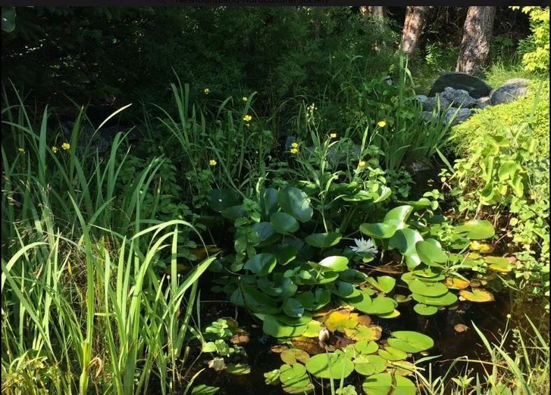 Lori's garden9.JPG