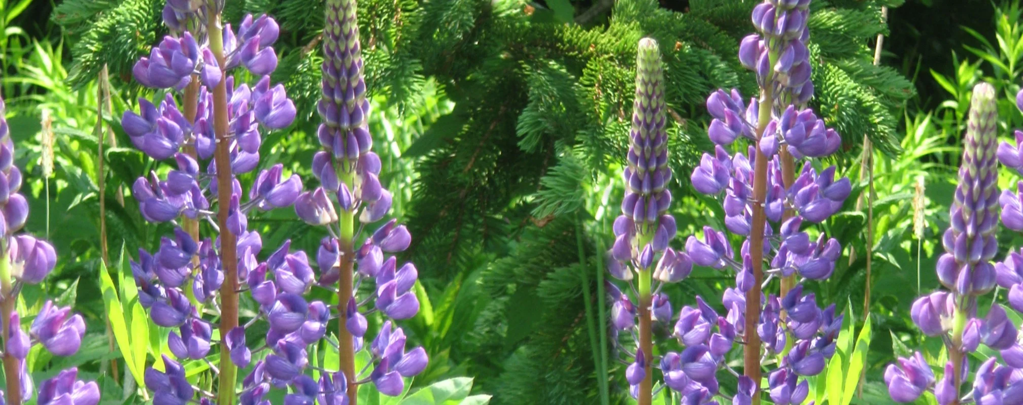 Lupins and fur tree.jpg