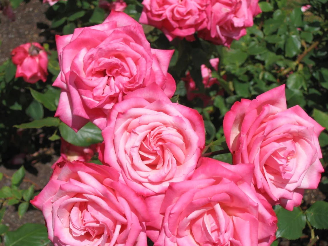 rose-garden.jpg