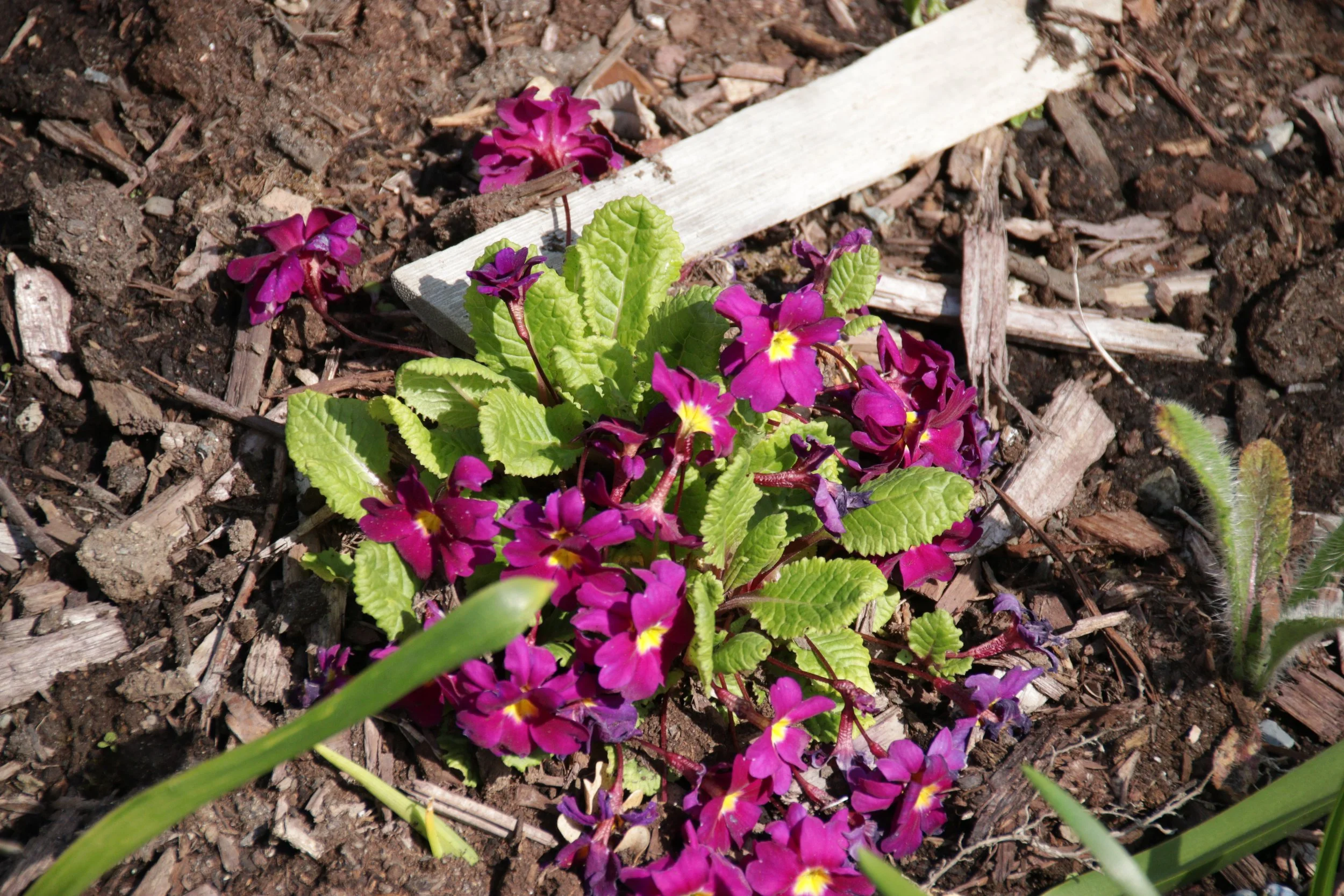 IMG_9665.JPG