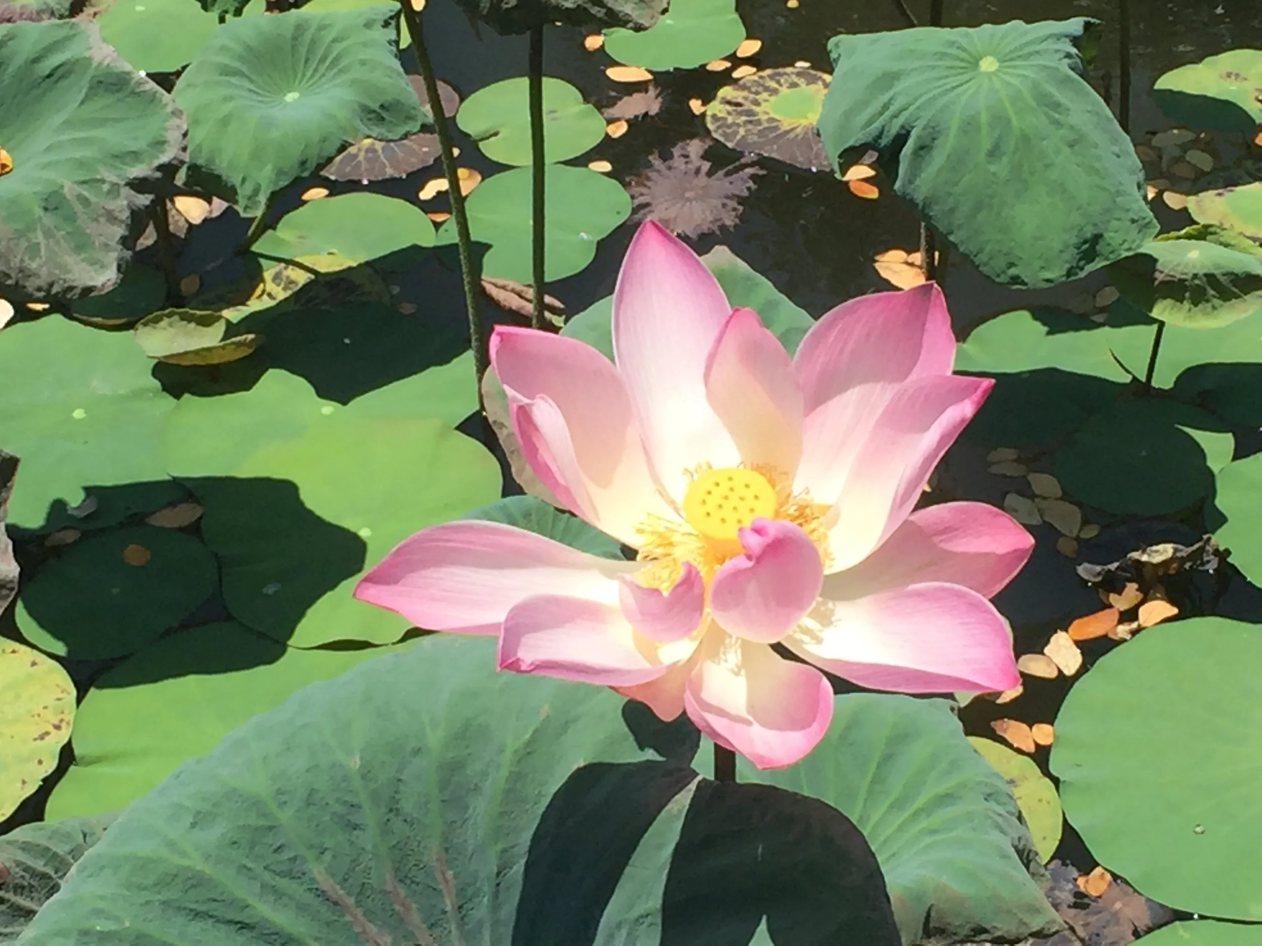 Lotus healing session