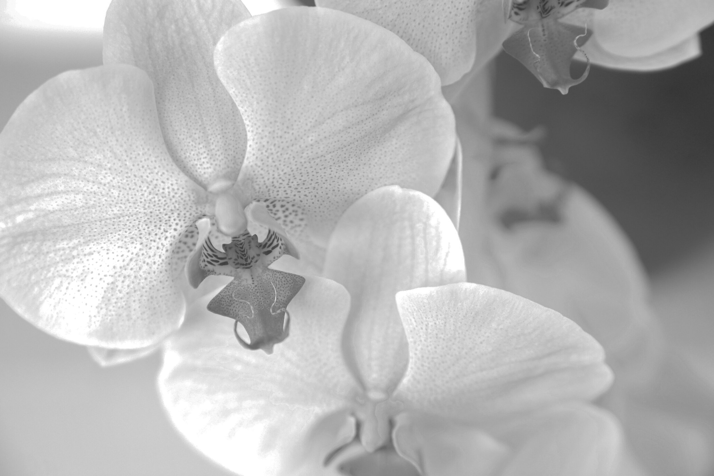2. Orchids TQF. BW.jpg