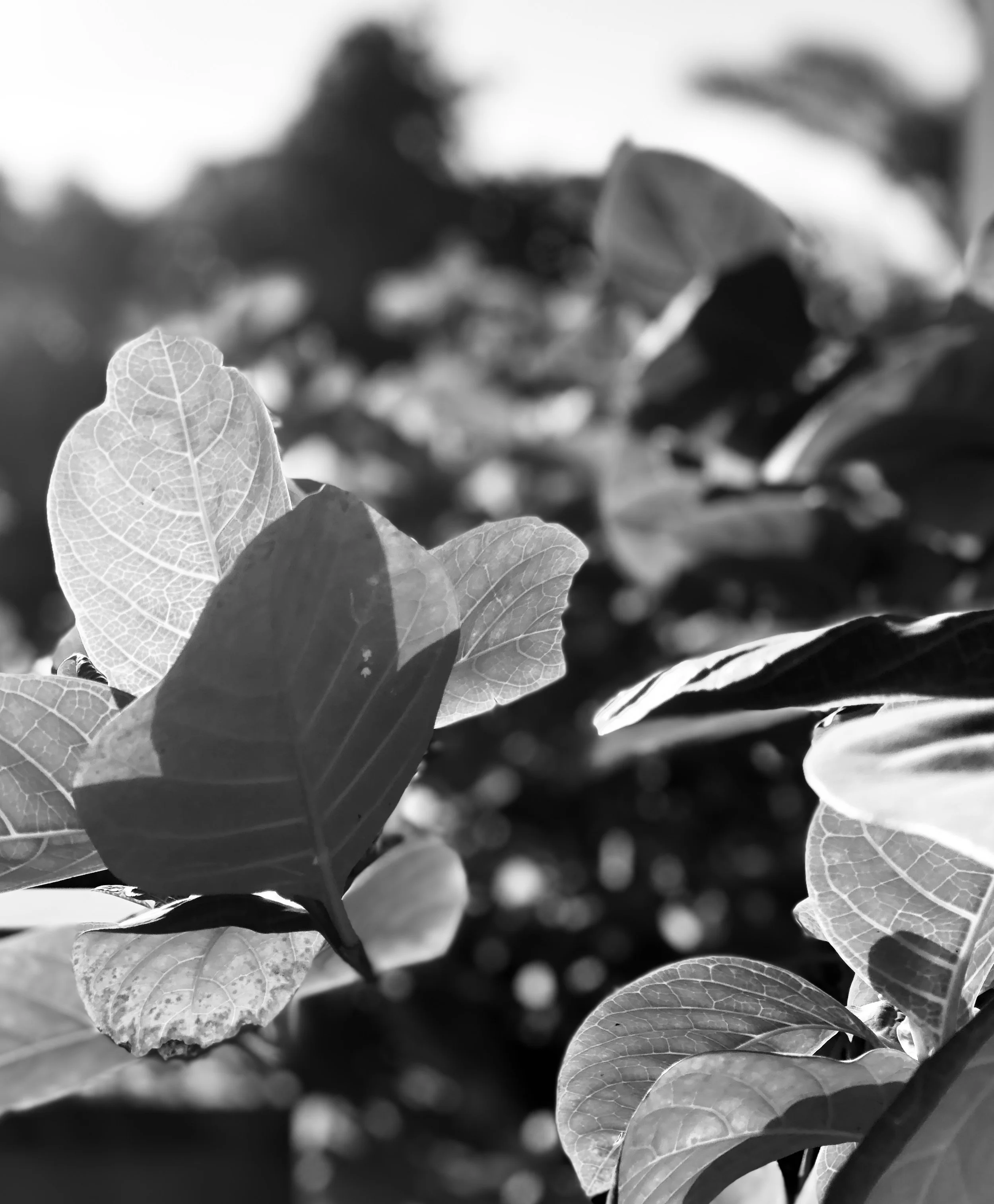 Your personal connection to Earth Pig Year 2019!