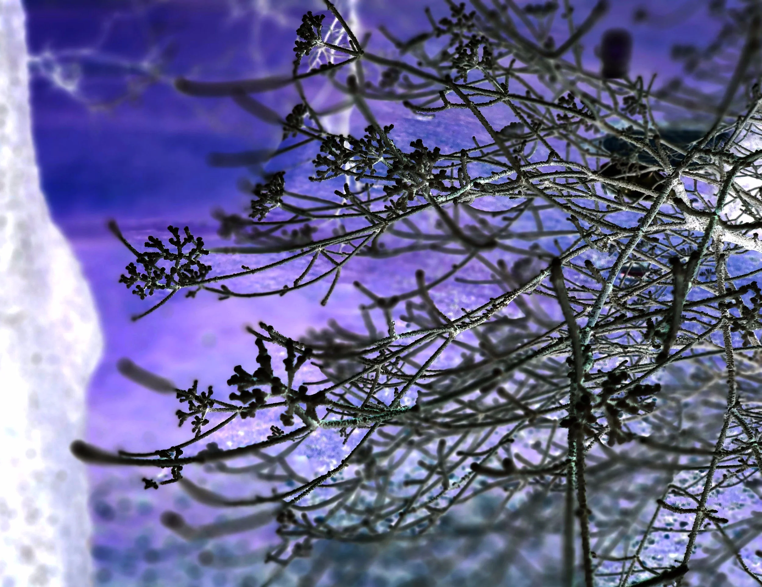 Royal baby: Archie Harrison!