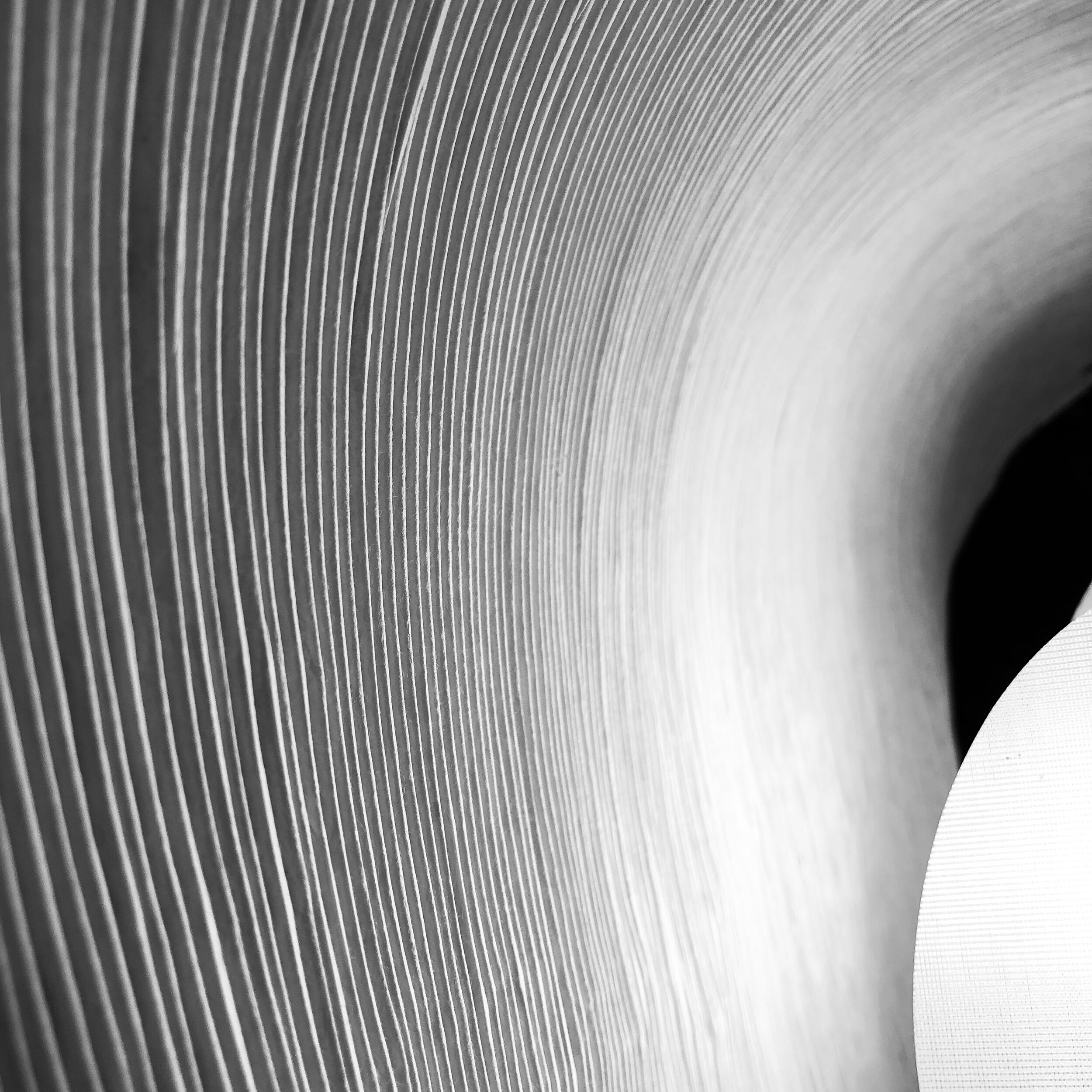 The truth about Dragons, Horses, Roosters and Pigs!