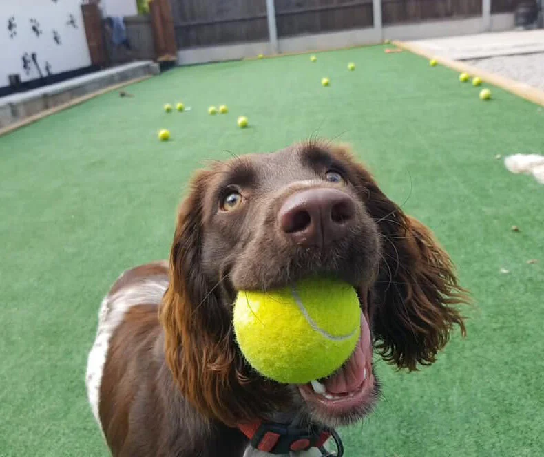 Shelleys Kennels A New Breed Of Country Kennels