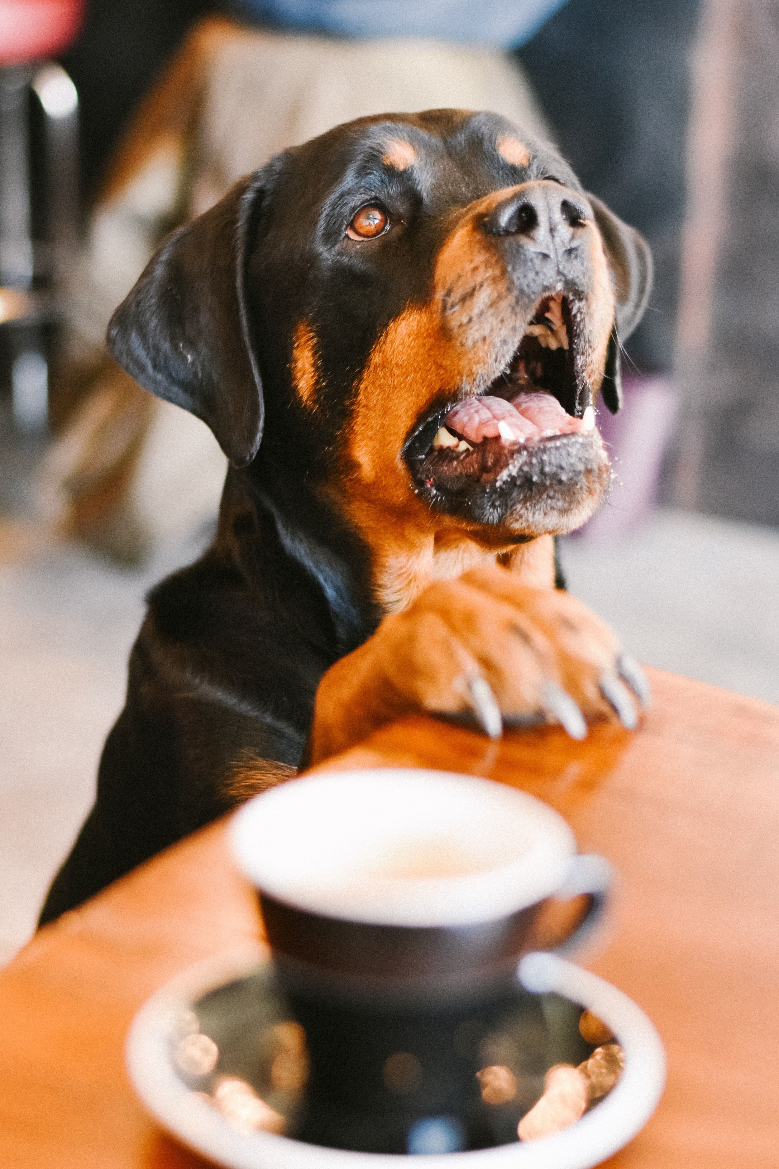 coffee shops that allow dogs