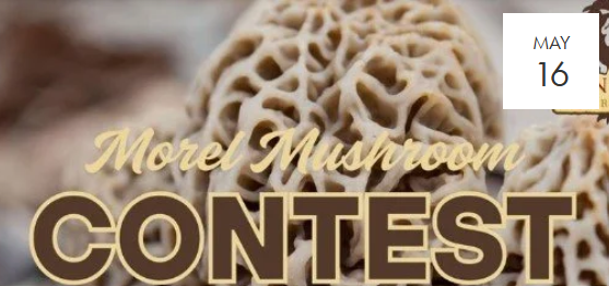 Morel Mushroom Contest- Lion Bridge Brewery