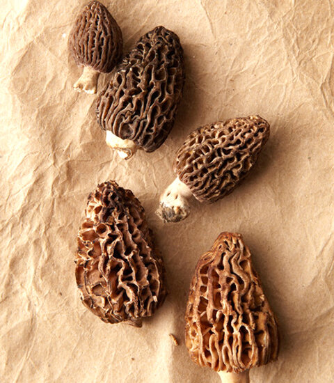Morilles sèches_lefromage.fr.jpg