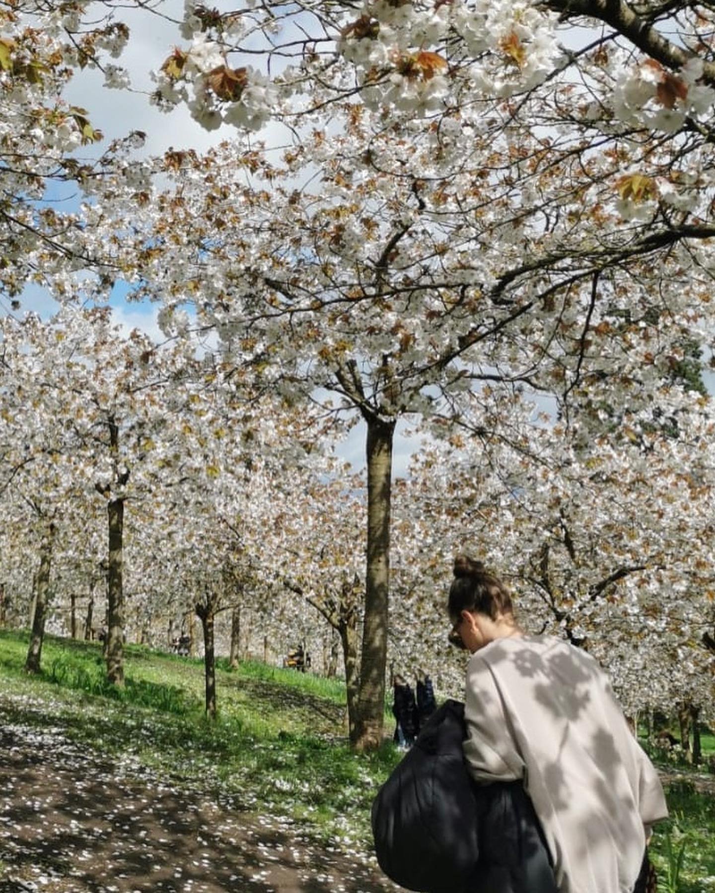 Blossoming 🌸

@alnwickgarden @alnwick