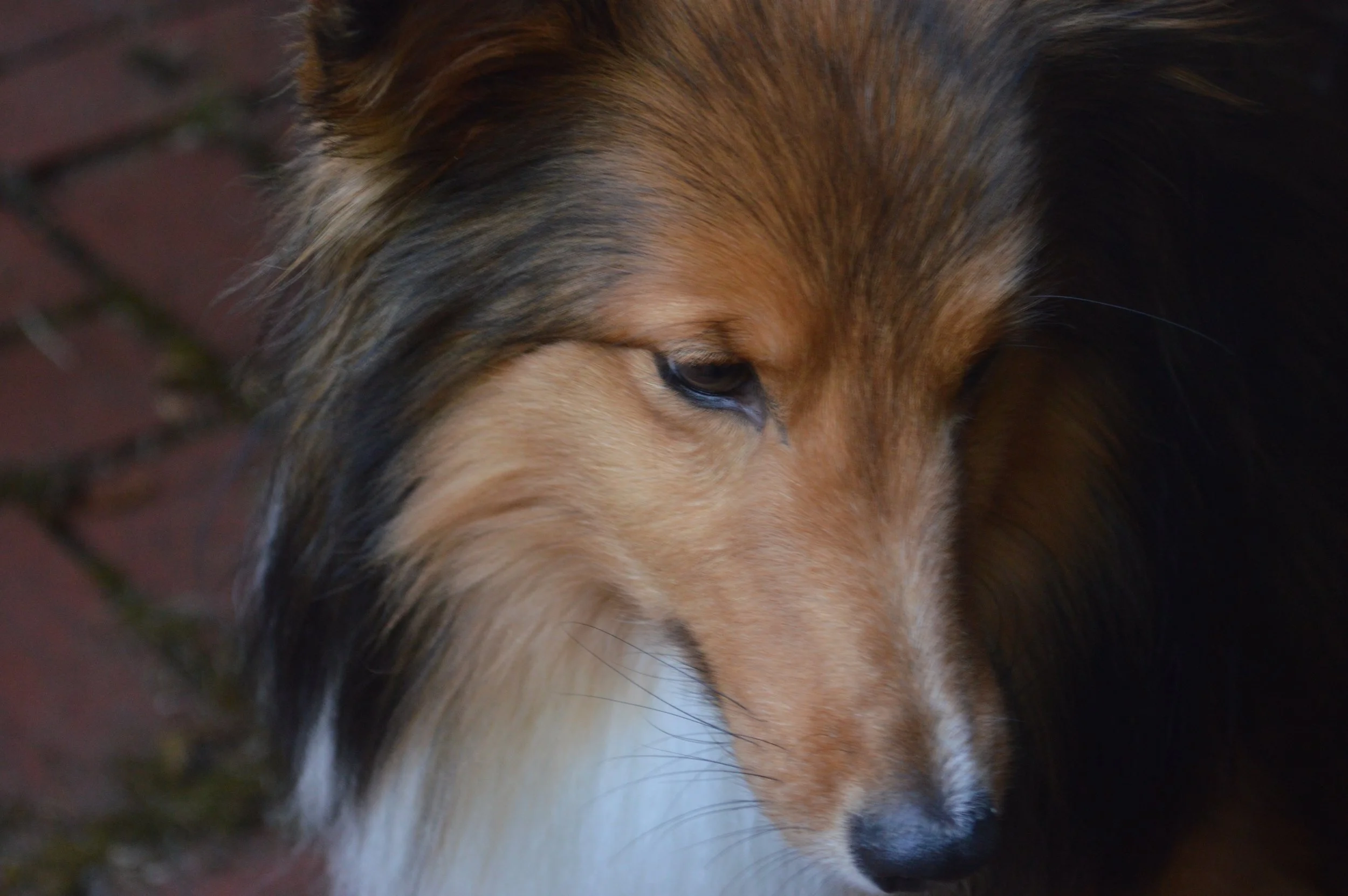 DSC_0916.jpg