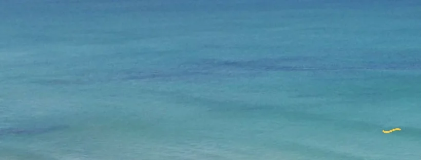 MOCEAN.jpg