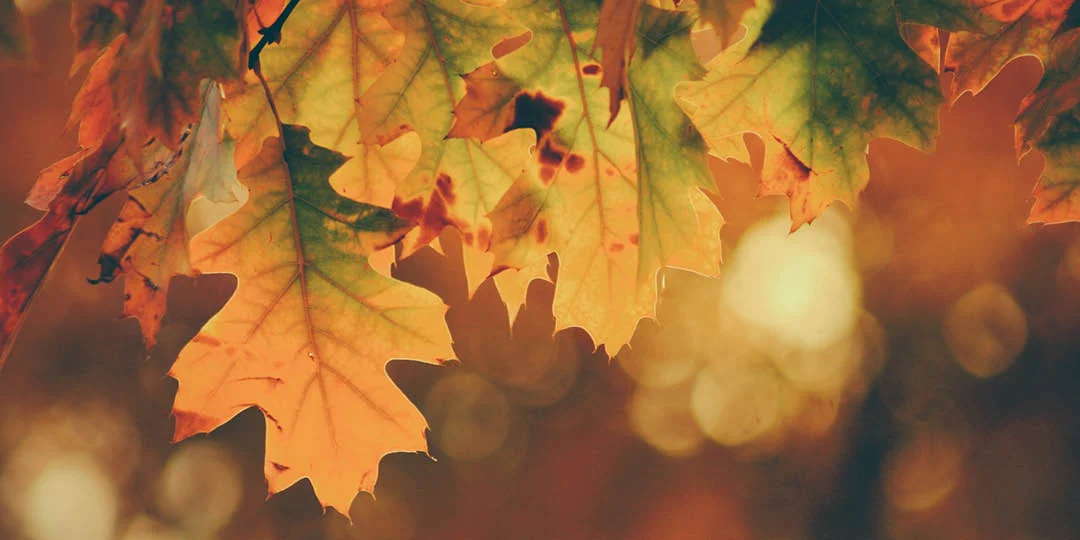 Having Fun with Fall