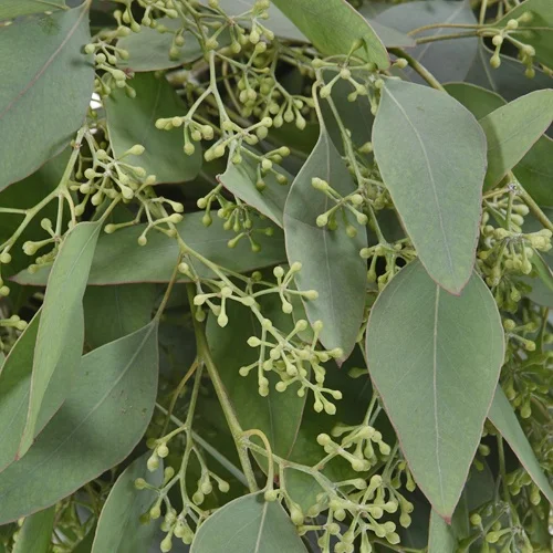 berried-eucalyptus.jpg