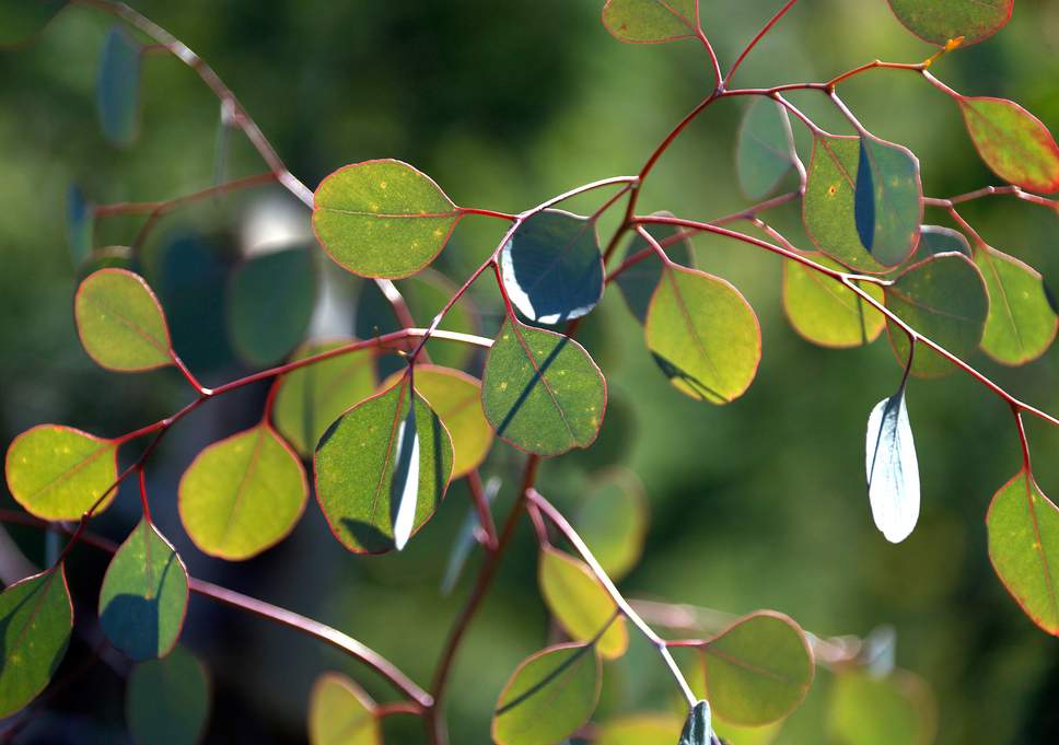 web-eucalyptus-trees-getty.jpg