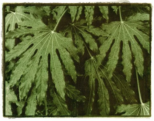 Fatsia