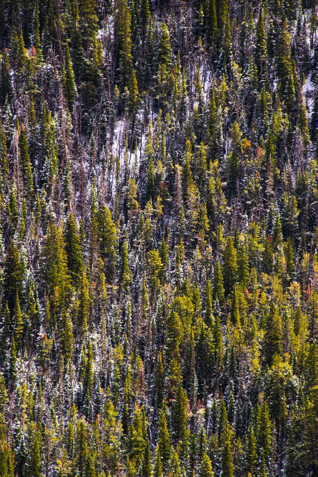 IMG_9485.JPG