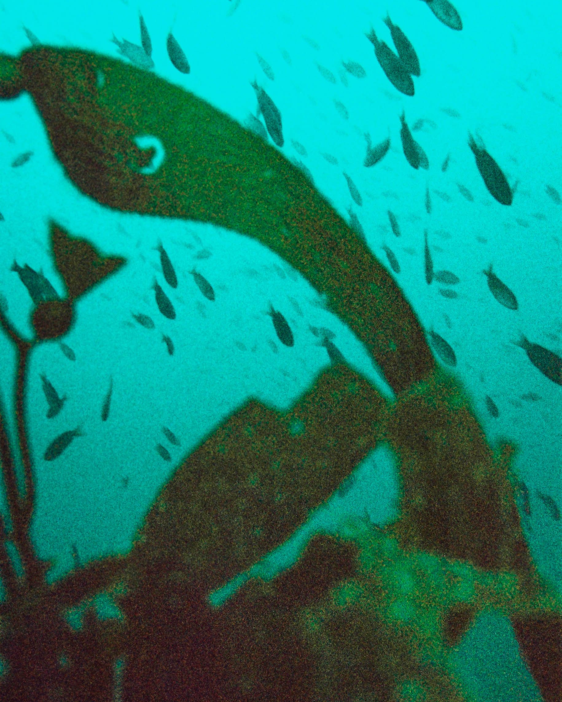 parting kelp