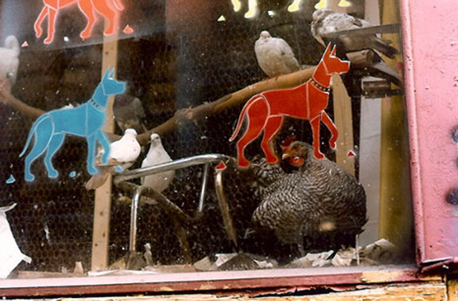 Chicken and pigeons at the Animals Living in Cities show. Photo by Anton Van Dalen