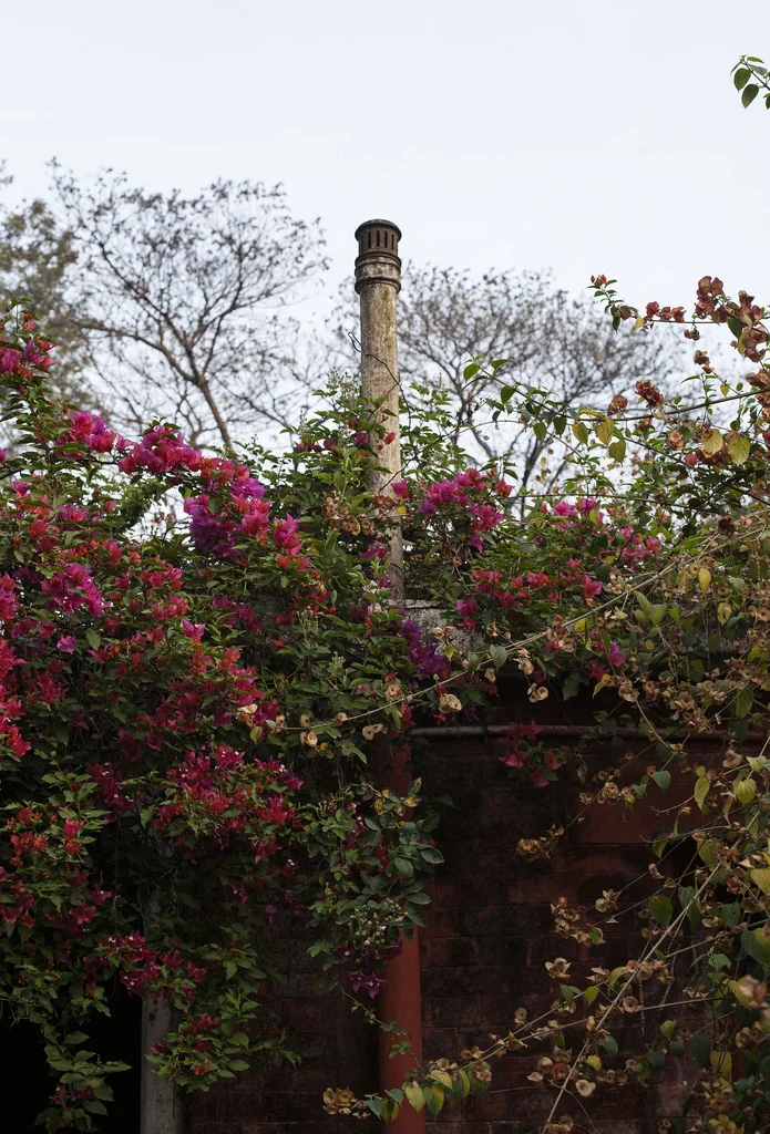 At The Side of the House | Tara O'Brady