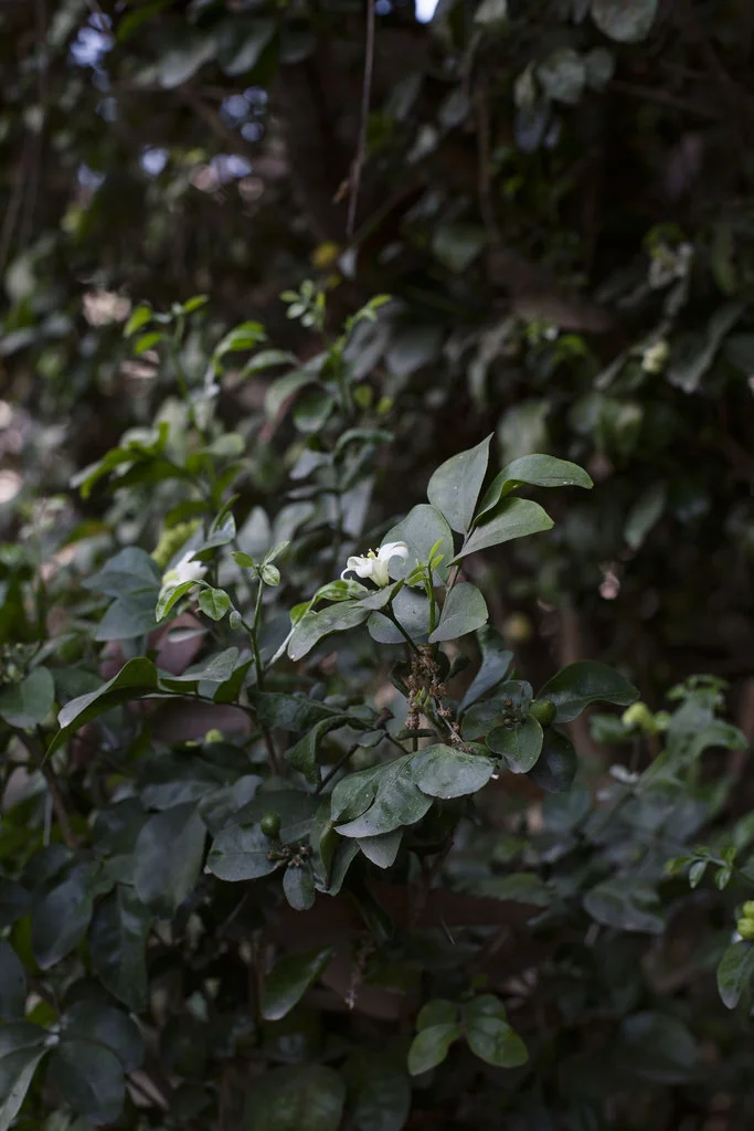 Halcyon Garden | Tara O'Brady
