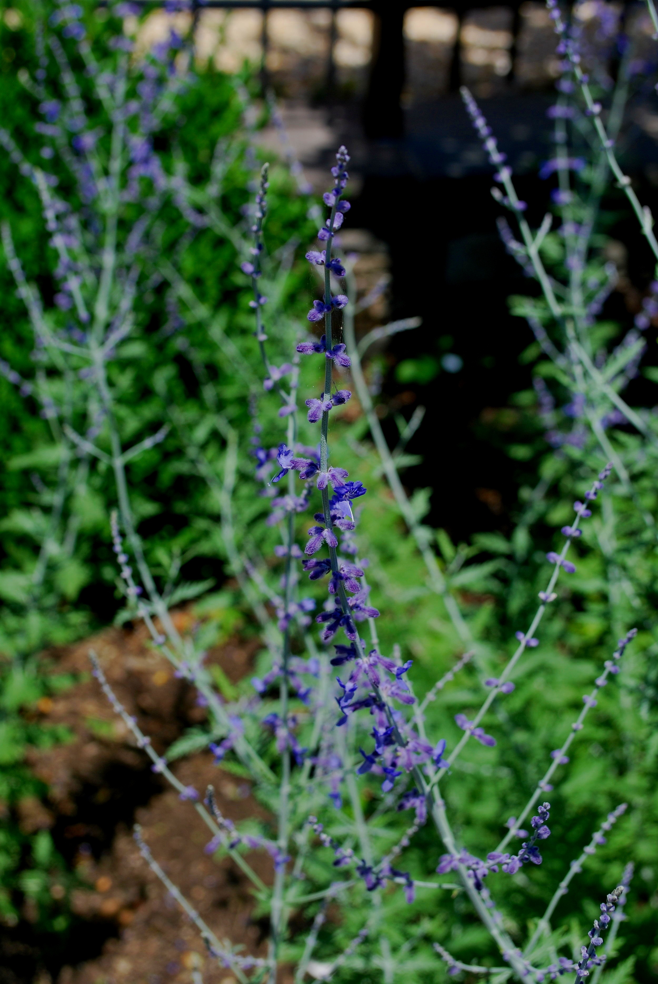 DSC_0237.jpg
