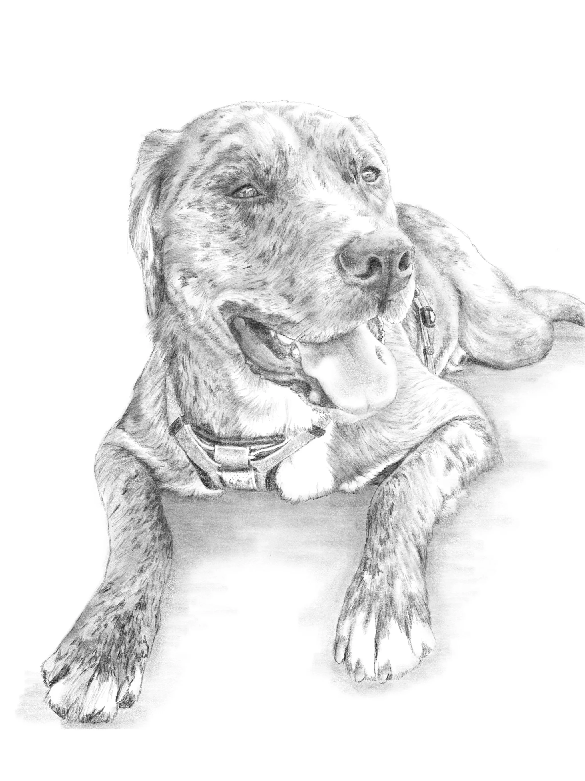 Abbie_Dog_8x10.jpg