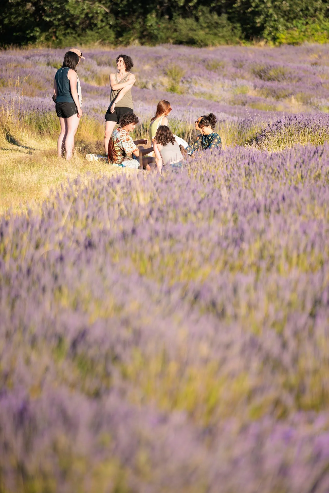 lavender field people.jpg
