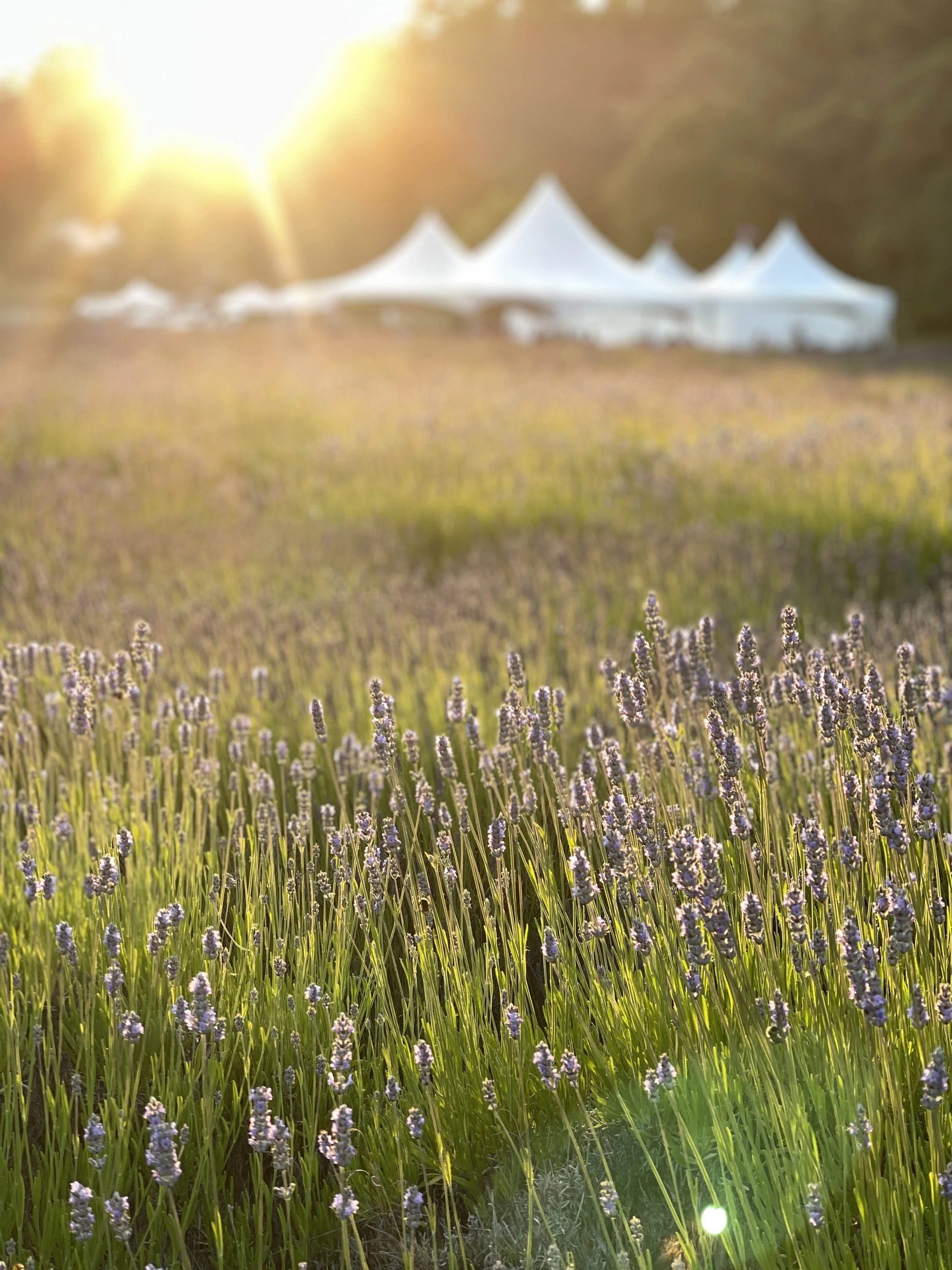 Lavender Festival 2026.jpg